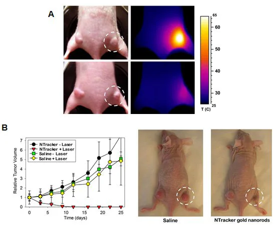 A) Photothermal cancer therapy in mice using gold nanorods and an external diode laser to heat and destroy the cancer cells (courtesy of Nanopartz, Inc.). B) Ablation of cancer cells using pulsed near infrared laser and gold nanorods (courtesy of Nanopartz, Inc.).