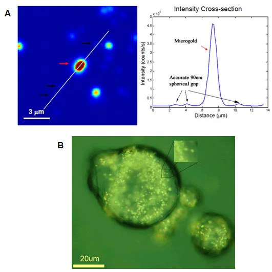 A) Microgold (Product No. 716960) used for single particle measurements in light microscopy (courtesy of Dr. Stephan Link, Rice University). B) Microgold used for cytosome uptake in cancer cell for drug delivery (courtesy of Dr. Eugene Zubarev, Rice University).