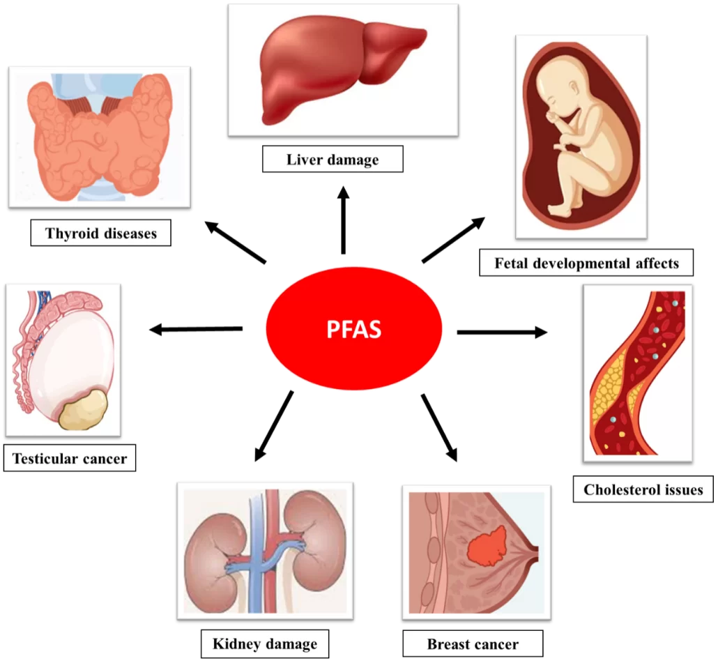 Effects of Perfluoroalkyl substances on human body