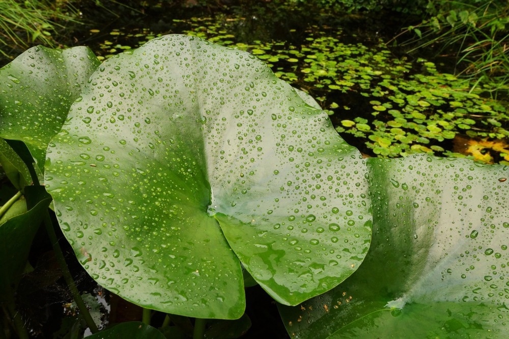 Nanotechnology in Biodiversity Conservation