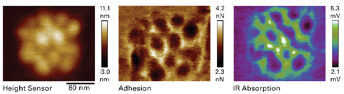Diluted PS-b-PMMA core shell sample (with a 0.2 N/m probe) height, adhesion, and IR absorption, demonstrating spatial resolution of <10 nm with REFV AFM-IR