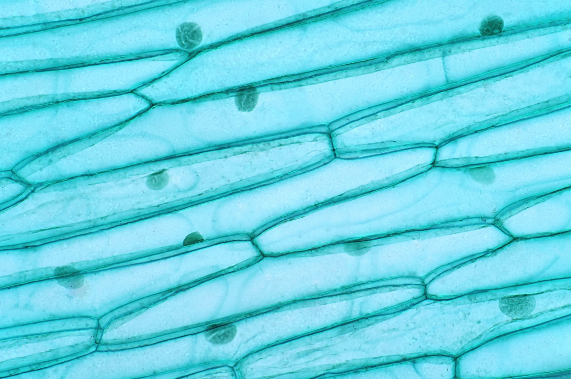 Microscopic image of plant cells showing elongated, rectangular structures with visible cell walls and nuclei, stained blue-green. Represents the natural source of cellulose used to produce cellulose nanocrystals (CNCs).