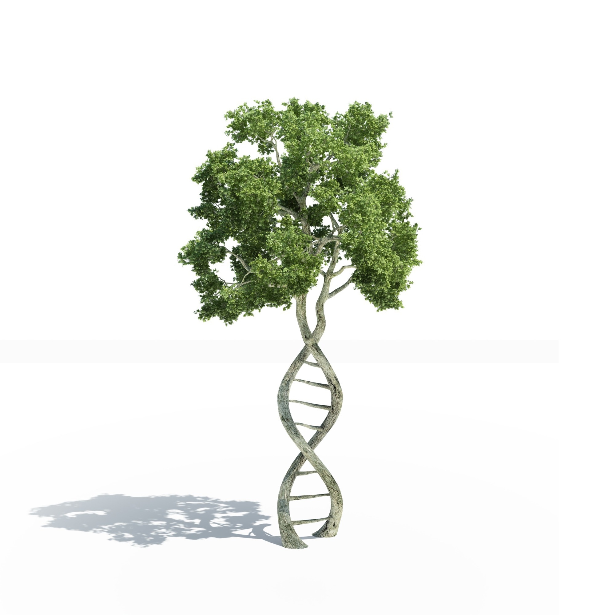 DNA shaped tree with trunks forming the double helix