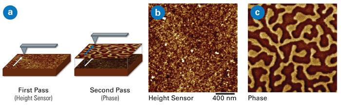 (a) Schematic of LiftMode, showing first pass for height and second pass at lift height for magnetic data. (b) Height and (c) phase channels using PeakForce MFM on a perpendicular magnetization multilayer [Pt/Co/Pt]x25. Topography acquired during main scan and phase of the oscillating cantilever (representing magnetic domains) acquired during lift scan. Scan size 2x2 µm. Sample courtesy K. Bouzehouane, Université Paris-Saclay, Thales