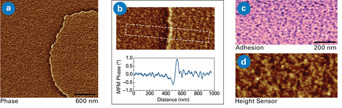 Perpendicular magnetization multilayer [Pt/Co/Pt]x5 domain walls. (a) MFM phase image (scan size 3x3 µm) and (b) phase data across the interface shows high sensitivity and spatial resolution. (c) Adhesion image co-localized with phase and (d) height images showcases the powerful capability of PeakForce MFM to additionally analyze mechanical properties. Sample courtesy K. Bouzehouane, Université Paris-Saclay, Thales