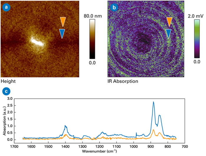 AFM-IR measurements of P(VDF-TrFE). Scan sizes 10x10 µm. a) Topography image, b) AFM-IR absorption image at 880 cm-1 exhibiting toroidal polar topology for the lamellae, c) AFM-IR spectra measured at neighboring bands marked by arrows in the absorption image