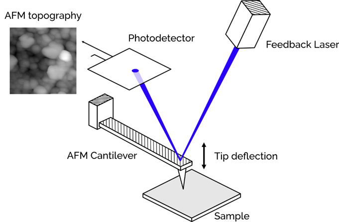 The tip of the AFM "feels" the surface of the sample. The topography is recorded by observing the deflection of the cantilever using a laser feedback system