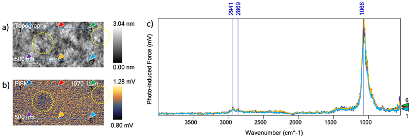 a) topographical results of the bare substrate show the physical features at a 2 µm x 1 µm scale. b) PiFM image at 1070 cm -1 the chemical signature of glass. Spectra were taken at the locations indicated by the arrows. c) The six spectra acquired at the locations in the previous figure are shown in this graph