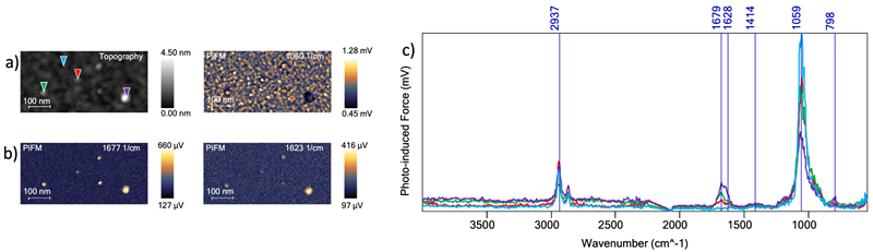 a) 600 nm x 300 nm region defined by the dashed golden rectangular box in Figure2A, topography and PiFM. b) PiFM images at 1060 cm-1, 1623 cm-1, 1677 cm-1. c) Four PiF-IR spectra acquired at the locations indicated by triangles in the topography image