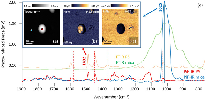 AFM topography, PiFM images, and PiF-IR spectra acquired on a 20 nm polystyrene nanoparticle