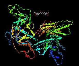 Human serum albumin interacting with a curcuminoid