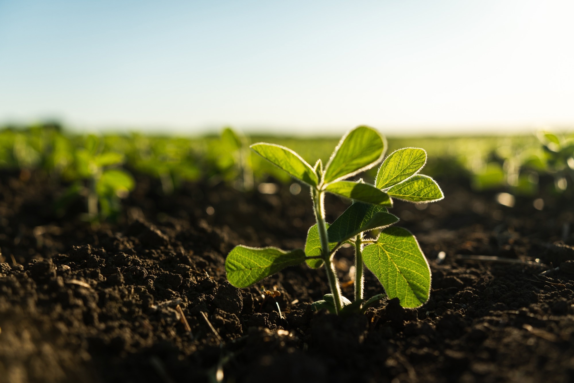 Young soy sprouts planted in neat rows.