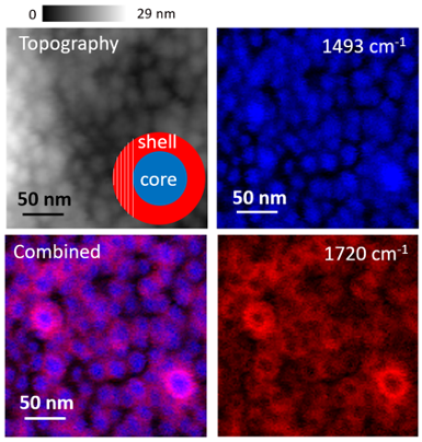 Topography and PiFM images of core-shell star block copolymer that consists of hydrophobic PS core and hydrophilic polymethacrylate shell