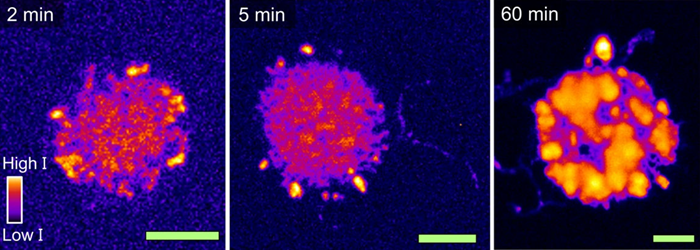 (Part of Fig. 3 from the publication) Raman microscopy to study formed polyethylene after 2, 5 and 60 min of ethylene polymerization. Due to its relatively low resolution, this Raman data can only show that the polyethylene yield increases as a function of polymerization time. The green scale bars all represent 10 μm