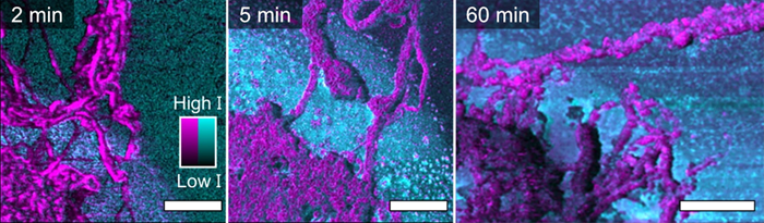 (Part of Fig. 3 from the publication) Here the PiFM images are a combination of two fixed-wavenumber scans which map the LaOCI and polyethylene distributions. The magenta intensity shows the distribution of the -CH<sub>2</sub>- bending modes that are associated with polyethylene. The cyan intensity represents some surface-adsorbed carbonate species that are associated with the LaOCI. Therefore, these images can directly show the surface chemistry. 2 μm scale bars are shown in white