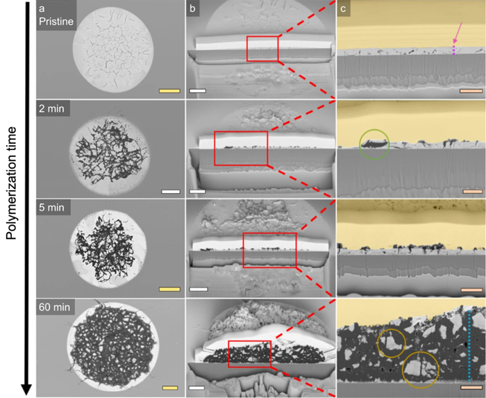 (Fig. 4 from the publication) Top-down and cross-sectional FIB-SEM images of the spherical cap morphology as a function of ethylene polymerization time. The yellow scale bars represent 10 μm, the white scale bars 5 μm and the orange scale bars 2 μm