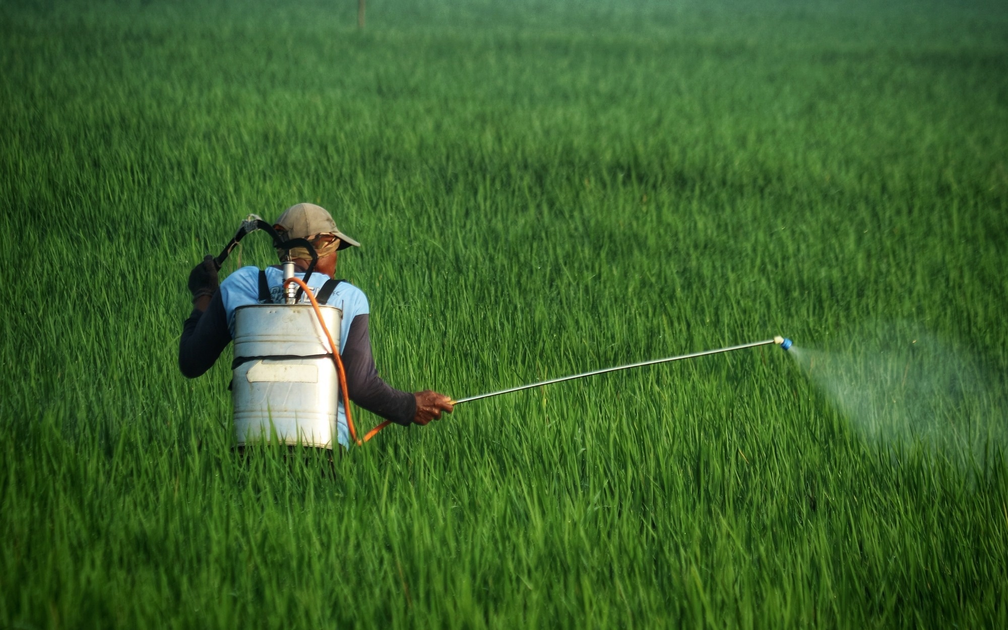 A farmer sprays pesticide in a field of tall wheat grass.
