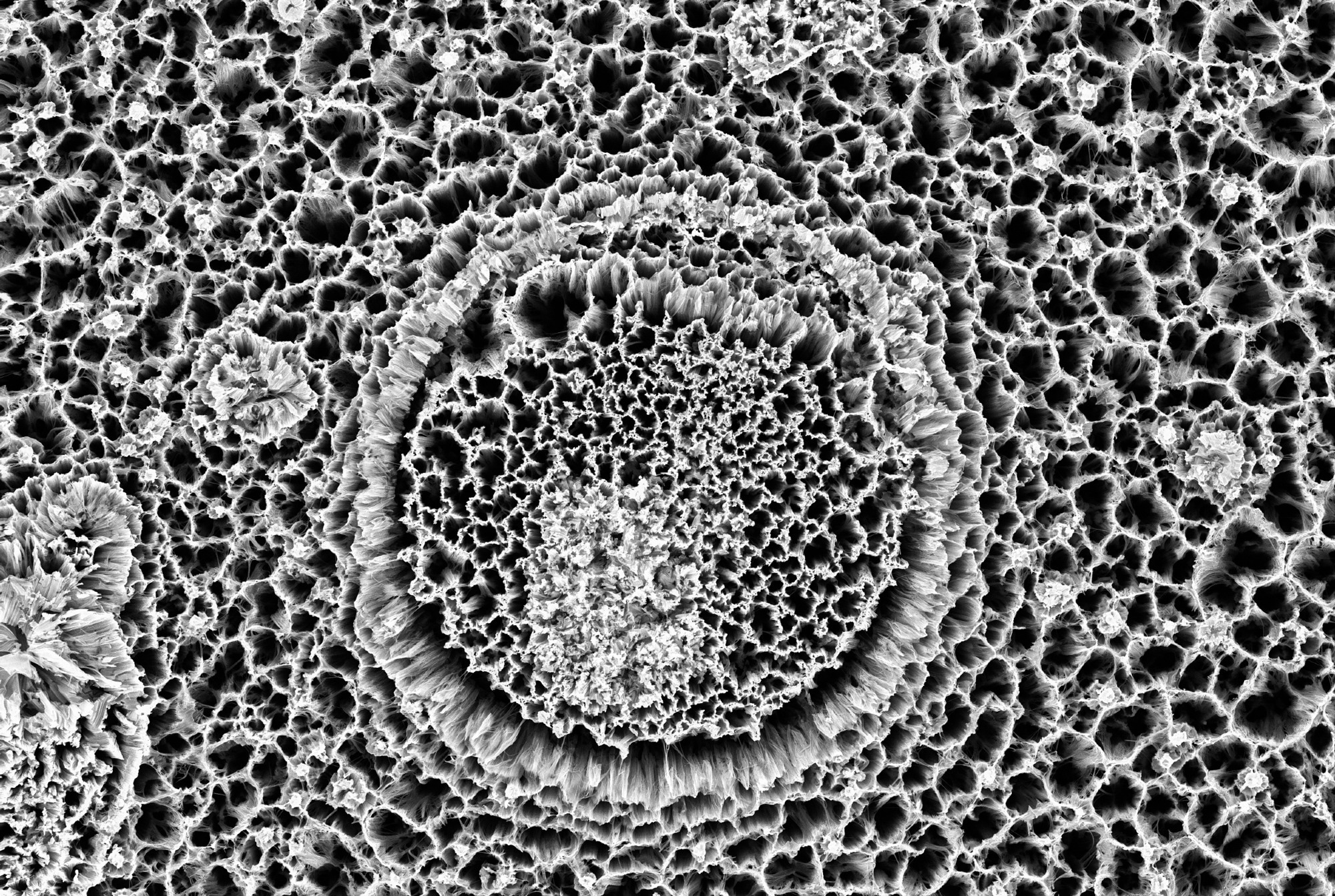 Silicon nanowires observed with an electron microscope