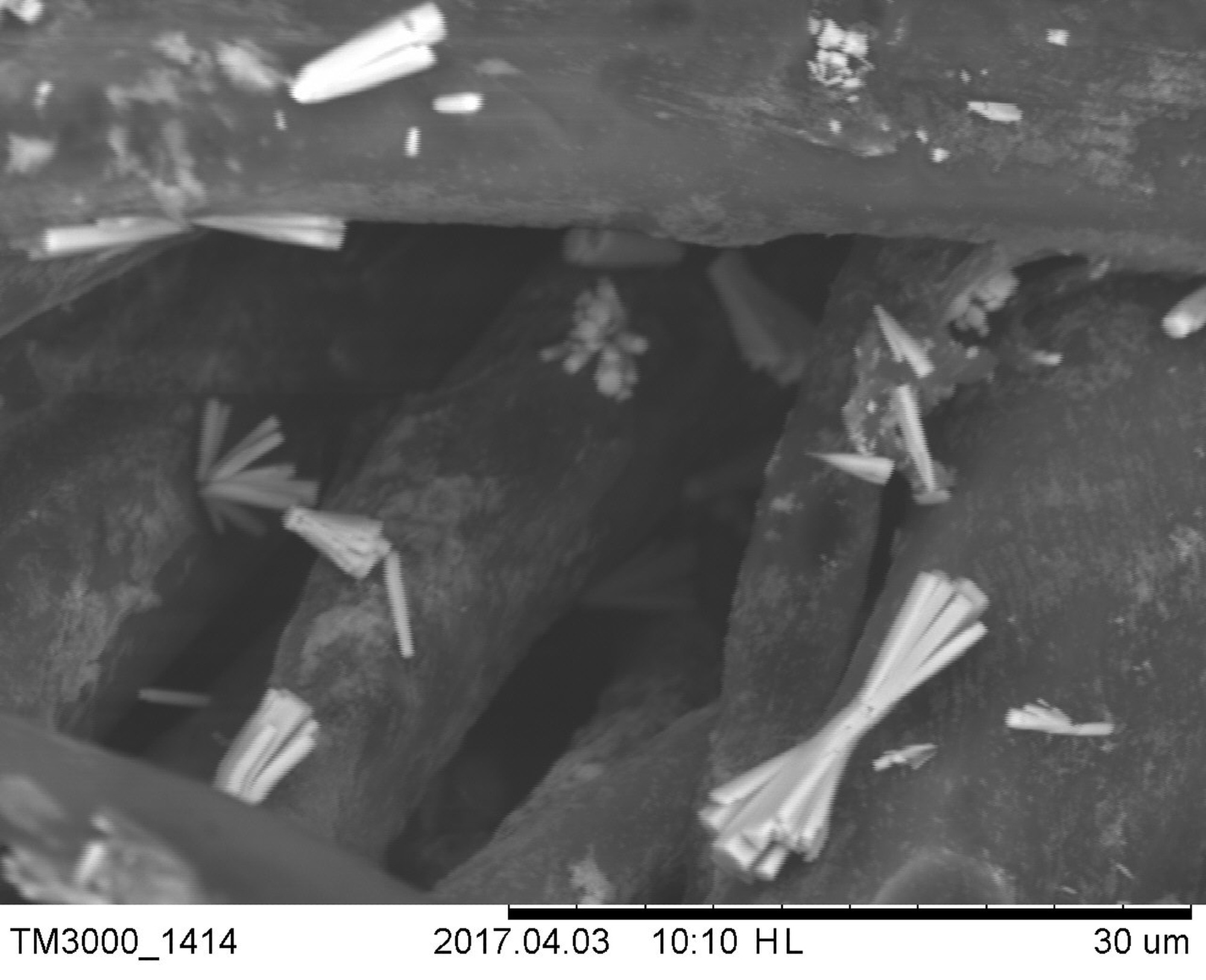 A black and grey image (imaged using SEM) of ZnO nanorod clusters on cotton fibers. Scale at base shows micron scale.