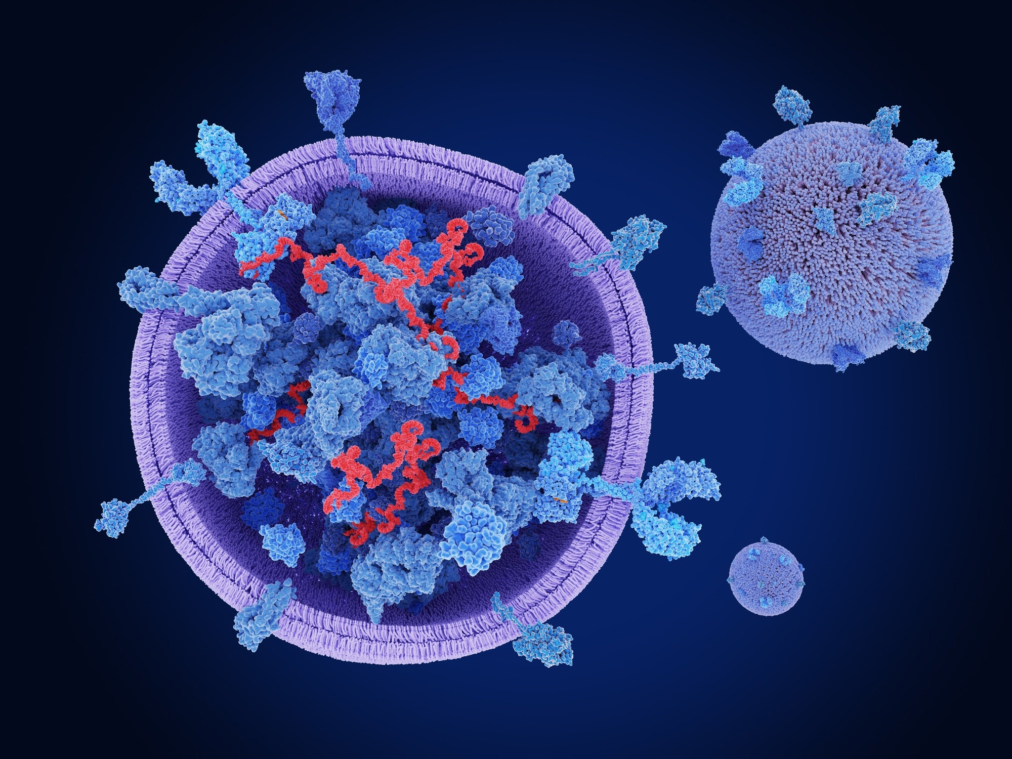 Exosomes, cross section. Exosomes are extracellular vesicles, that are involved in physiological processes like coagulation, waste management and intercellular communication. 3d rendering