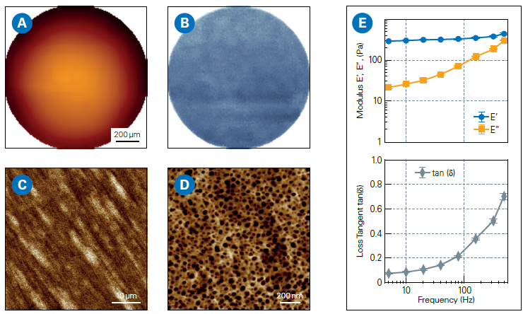 AFM measurements on daily contact lenses (single-use): A: Large scale topography map (Z-range: 90 µm). B: Corresponding Young’s modulus map (Z-range: 326-506 kPa; average modulus: 405 kPa), acquired using SmartMapping mode. C, D: High-resolution AFM topography images of the lens surface. E: Frequency-dependent analysis of viscoelastic properties showing Storage Modulus (E’), Loss Modulus (E”), and Loss Tangent (ratio of E”/E’).
