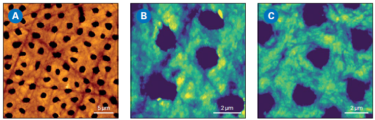 AFM analysis of animal tooth cross-section. The sample was prepared by sanding, polishing, and etching with 0.5M EDTA for 2 minutes. A: AFM topography image of the dentin surface showing dentin tubules (Z-range: 618 nm). B: Zoomed in AFM topography image of dentin surface after brushing with toothpaste for 30 min and subsequent cleaning with water (Z-range: 150 nm). C: AFM topography image of dentin surface after application of bleaching gel, revealing structural changes (Z-range: 150 nm)