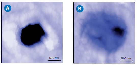 AFM analysis of the cross section of an animal tooth. The sample was prepared by sanding, polishing, and etching with 0.5M EDTA for 2 minutes. AFM topography images of openings of dentin tubule before (A) and after (B) application of a desensitizing toothpaste, revealing that the tubule is sealed after treatment. (Z-range: 500 nm).