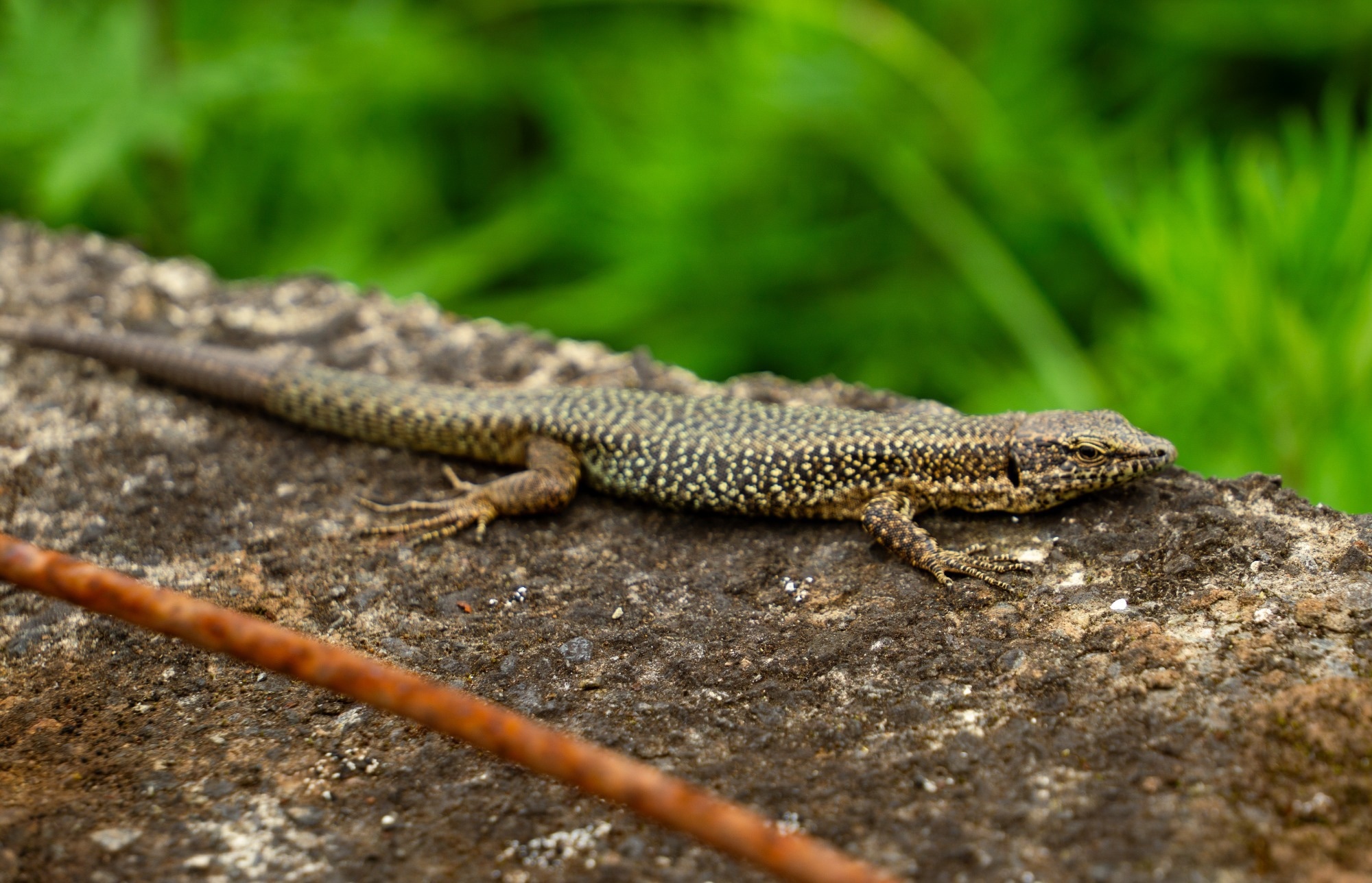 Reptile Resting On Heated Rocky Surface, Camouflaged Lizard Observing Surroundings In Peaceful Garden