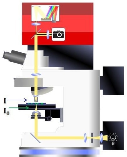 Schematic showing the optical path for a microspectrophotometer configured for absorbance microspectroscopy