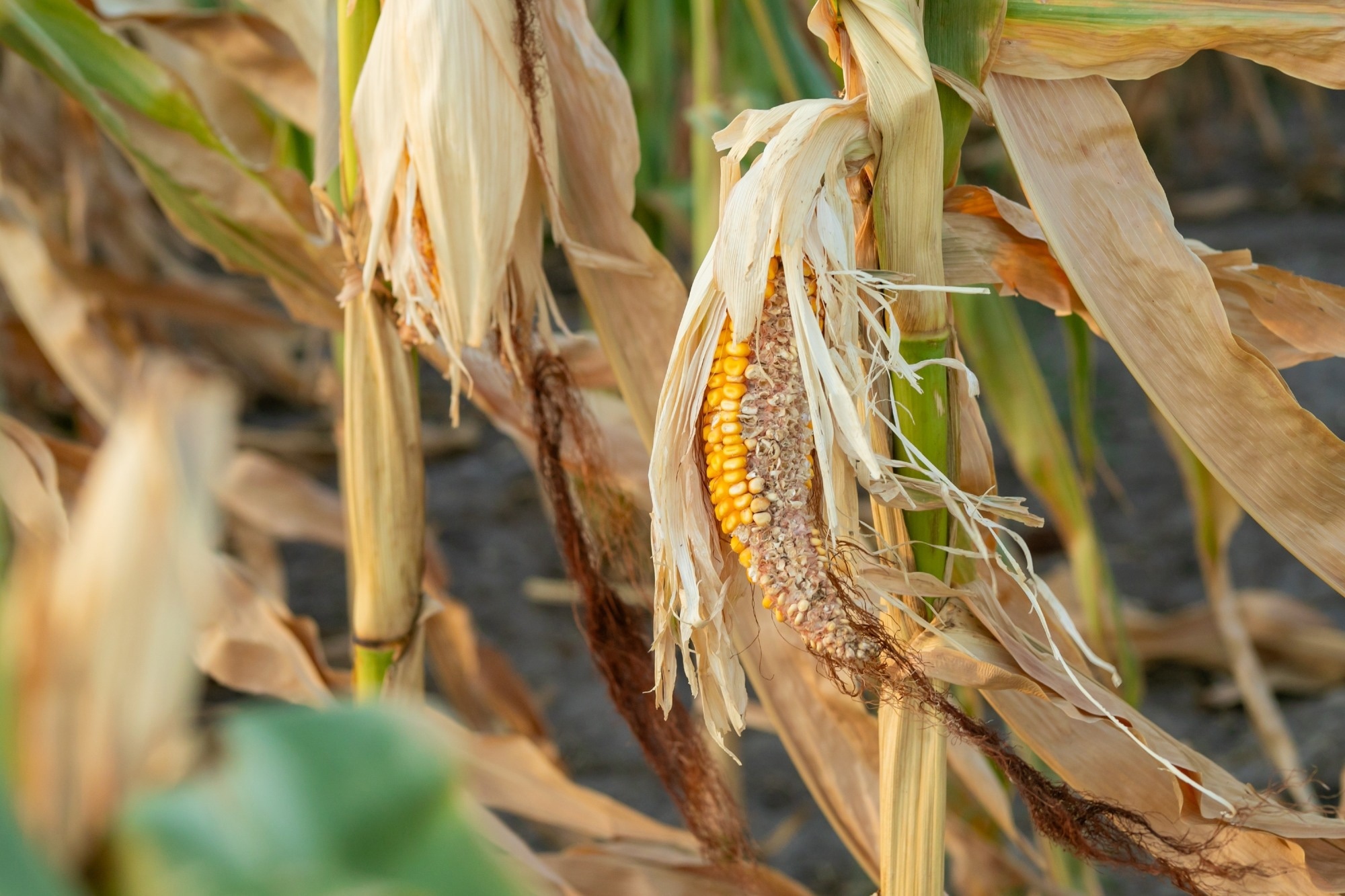 Withered corn on dry stalks highlighting drought impact and agricultural challenges during the summer growing season