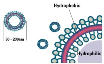 Biotechnology Applications Including the Characterization and Use of Liposomes with Zeta Potential and Photon Correlation Spectroscopy Equipment
