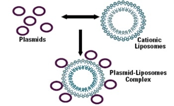 Gene Therapy Including The Use of Zeta Potential and Photon Corellation Spectroscopy (PCS) Measurements in Gene Therapy Research