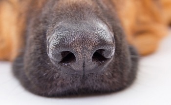 Drug Sniffing Dogs Could Be Replaced By An Electronic Chip - New Product