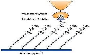 Drug Interactions Investigated Using Atomic Force Microscopy with Functionalized Tips