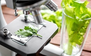 Food as an Application Field for Nanotechnology