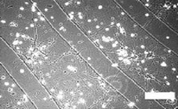 Polyelectrolyte Films - Versatile Approach to Generate Well-Controlled Environments for Tissue Engineering Applications
