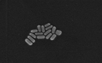 Evaluation of Unbound Engineered Nanoparticles from a Worker Exposure and Environmental Release Perspective