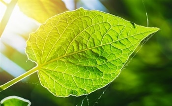 Planetary Nanomedicine: Does the World Need a Global Artificial Photosynthesis Project?