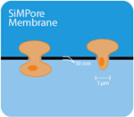 Advantages of SiMPore CytoVu Membranes Over Boyden Chambers for Cell Studies