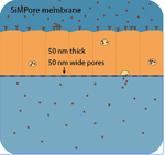 Advantages of SiMPore CytoVu Imaging Slides for Drug Absorption Assays