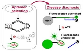 DNA as a Functional Polymer