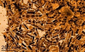 Cobalt (Co) Nanoparticles (Toluene Wet)