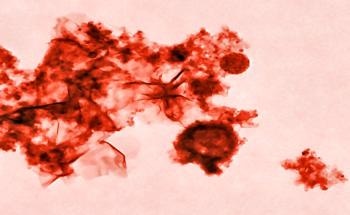 Cobalt Nanoparticles (Surfaced Modified with L-Cysteine Ethyl Ester)