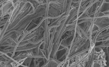 What is Nanocellulose?