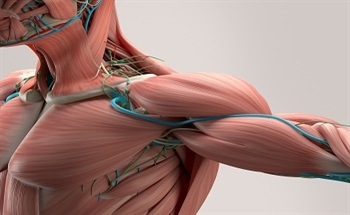 Graphene in Artificial Muscles