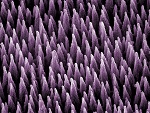 Detecting and Imaging Viruses with Atomic Force Microscopy