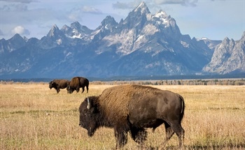 Nanotechnology in Wyoming, USA: Market Report
