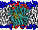 Cell Penetration Mechanism for Gold Nanoparticles Discovered