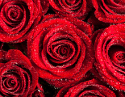 Water Droplets Stick to "Raspberry Particle" Coating Mimics Rose Petals