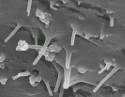 Graphene Nanoribbon Composites Make Natural Gas Powered Cars More Efficient